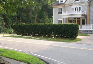 6-foot high Taxus hedge before renovation