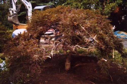 Acer palmatum dissectum awaiting its move.  Soil under the tree has been lightly spaded to check surface roots.
