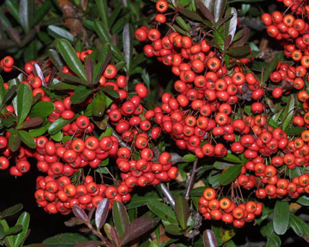 Pyracantha has a stunning berry display, as well as some of the wickedest thorns you'll ever come across, mostly hidden under the berries and leaves (one is visible in the upper right hand corner of this photo).